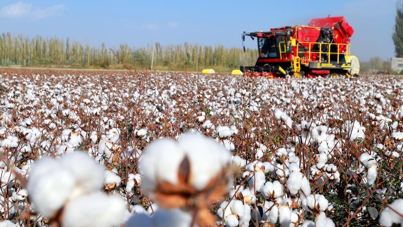 Xinjiang_Sets_New_China_Cotton_Harvest_Record_with_Breakthrough_Yield - My Global News: Voices of a New Era Xinjiang_Sets_New_China_Cotton_Harvest_Record_with_Breakthrough_Yield