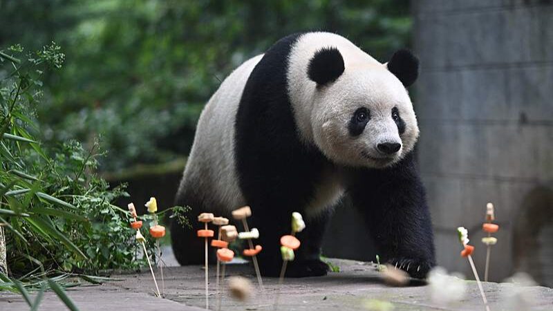 Ya_an_Hosts_Joyful_Giant_Panda_Birthday_Party_with_Live_Livestream video poster