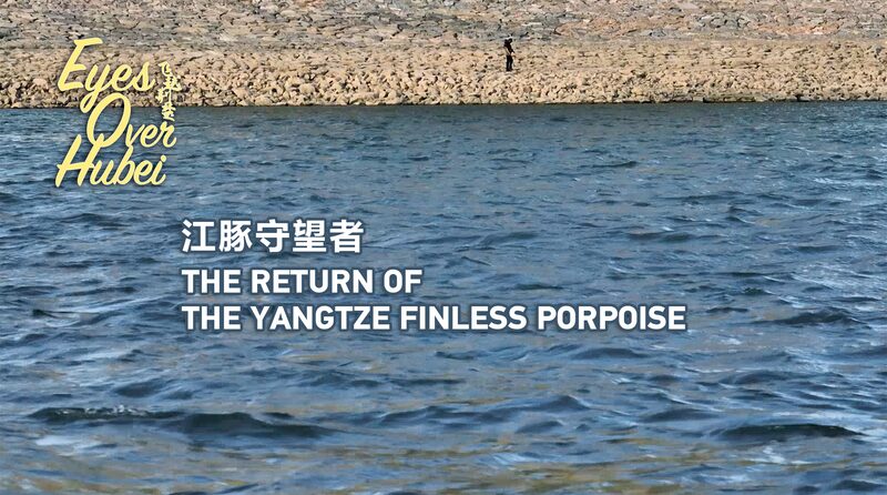 Yangtze_Finless_Porpoise_Stages_Comeback_in_Hubei_Waters_poster - My Global News: Voices of a New Era Yangtze_Finless_Porpoise_Stages_Comeback_in_Hubei_Waters video poster