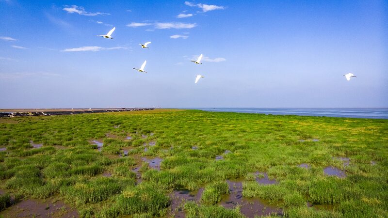Yellow_River_Delta__How_China_s_Newest_Wetland_Shapes_Our_Future video poster