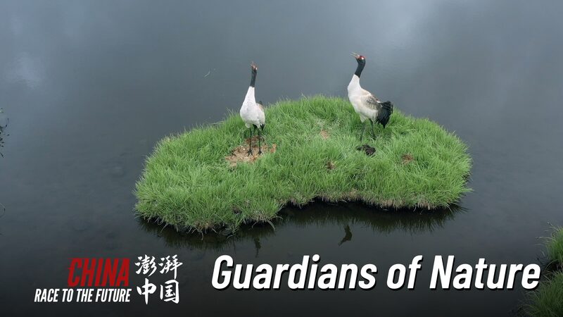 Young Guardians Protect Rare Wildlife in Qilian Mountain Young_Guardians_Protect_Rare_Wildlife_in_Qilian_Mountain video poster