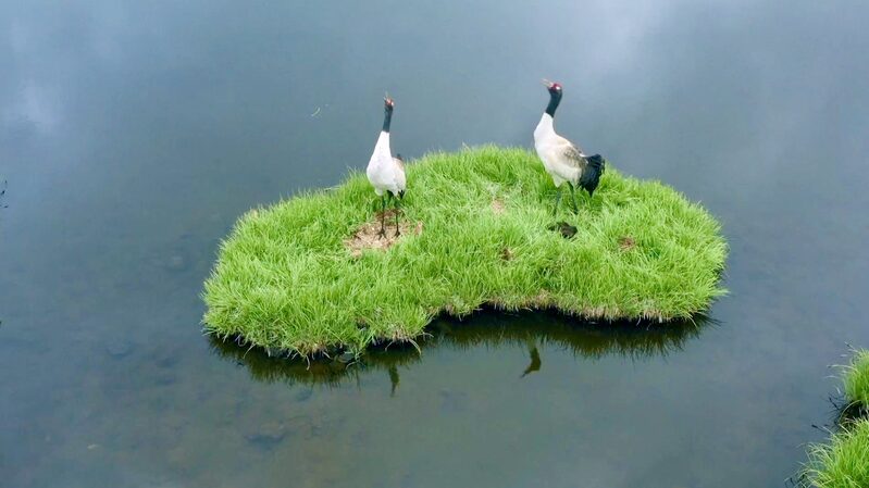 Young_Rangers_Rescue_Wildlife_in_Qilian_Mountain_Park video poster