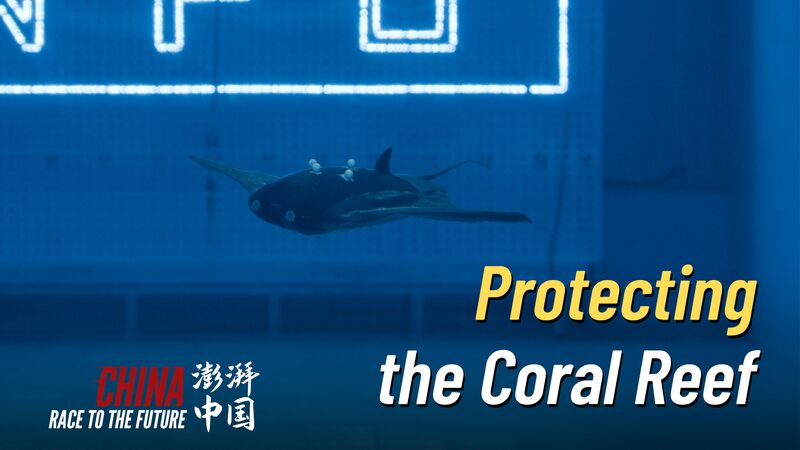 Young_Researchers_Develop_Manta_Ray_Robots_to_Protect_Coral_Reefs_poster - My Global News: Voices of a New Era Young_Researchers_Develop_Manta_Ray_Robots_to_Protect_Coral_Reefs video poster