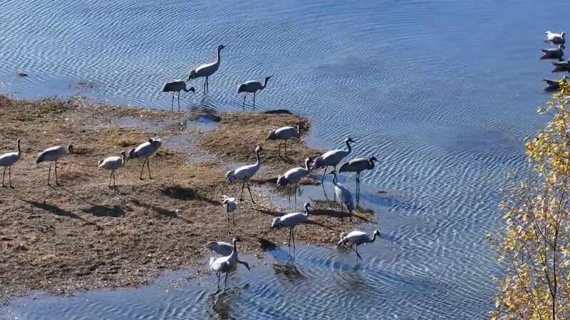 Yunnan_Wetlands_Welcome_Record_Breaking_Winter_Migratory_Birds video poster