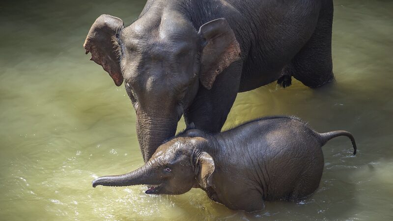 Yunnan Zookeepers Pamper Asian Elephants with Relaxing Pedicures Yunnan_Zookeepers_Pamper_Asian_Elephants_with_Relaxing_Pedicures video poster