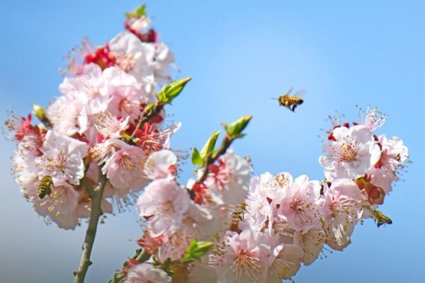 Yunnan_s_Apricot_Blossoms_Paint_Spring_in_Vibrant_Hues