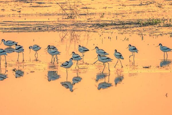 Zhejiang Wetlands: A Thriving Sanctuary for Wildlife Zhejiang_Wetlands__A_Thriving_Sanctuary_for_Wildlife
