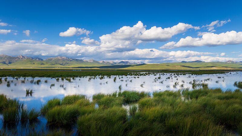 Zogye_Wetland__A_Testament_to_Resilience_and_Biodiversity_on_World_Wetlands_Day video poster