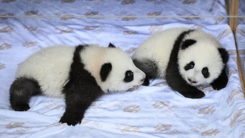 Zoo_Berlin_Introduces_Baby_Panda_Twins_with_Meaningful_Chinese_and_German_Names video poster