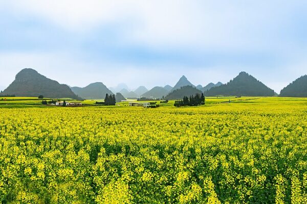 67_000_Hectares_of_Canola_Bloom__Luoping_s_Springtime_Spectacle video poster
