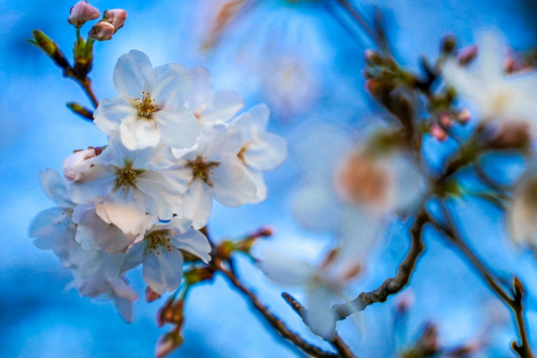 Shanghai Reaches 30°C: Earliest Hot Day Since 1933
