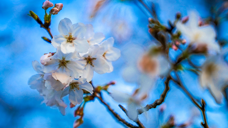 Shanghai Reaches 30°C: Earliest Hot Day Since 1933