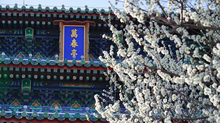 Beijing_in_Bloom__Jingshan_Park_Springs_to_Life