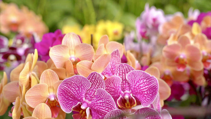 Blooming_Moth_Orchids_Fuel_Rural_Growth_as_Demand_Surges_poster - My Global News: Voices of a New Era Blooming_Moth_Orchids_Fuel_Rural_Growth_as_Demand_Surges video poster