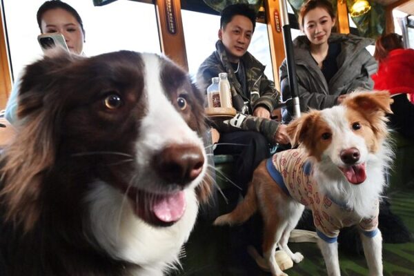 Changchun Tram Offers Special Pet Rides! Changchun_Tram_Offers_Special_Pet_Rides_