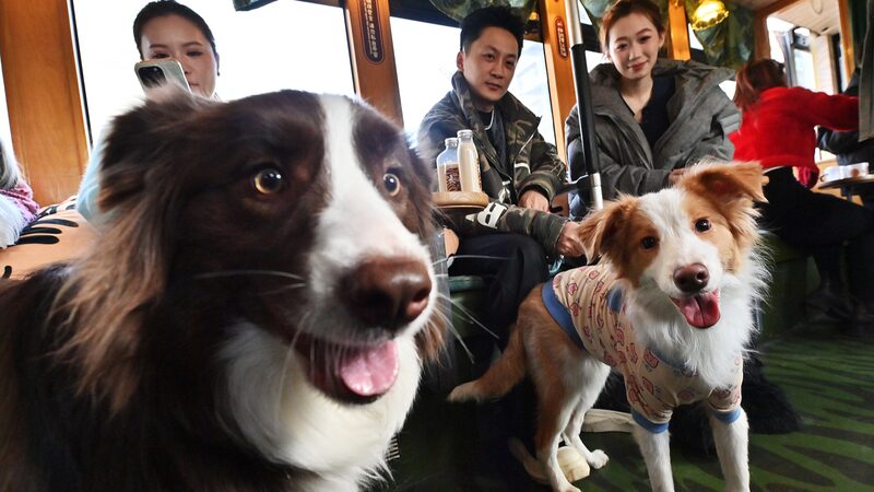 Changchun_Tram_Offers_Special_Pet_Rides_ - My Global News: Voices of a New Era Changchun_Tram_Offers_Special_Pet_Rides_