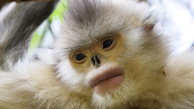 Chinese_Mainland_Achieves_Major_Milestones_in_Wildlife_Conservation - My Global News: Voices of a New Era Chinese_Mainland_Achieves_Major_Milestones_in_Wildlife_Conservation