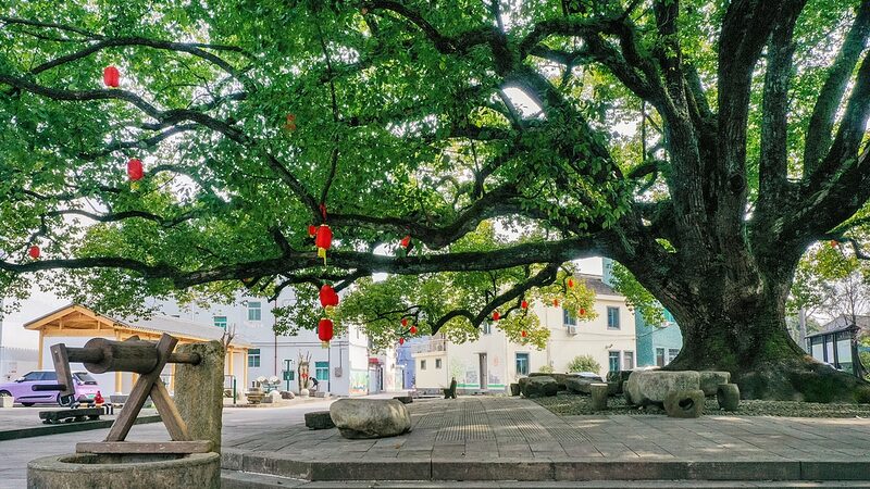 Chinese_Mainland_Enacts_New_Regulation_to_Protect_Ancient___Famous_Trees