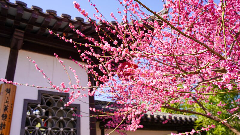 Colorful_Plum_Blossoms_Light_Up_Shuimo_Garden_in_Handan