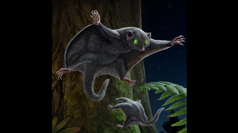 Dark_Fur_Aided_Early_Mammals_in_Evading_Dinosaurs__Study_Reveals - My Global News: Voices of a New Era Dark_Fur_Aided_Early_Mammals_in_Evading_Dinosaurs__Study_Reveals