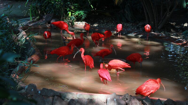 Discover_the_Scarlet_Ibis__Nature_s_Most_Vibrant_Wading_Bird_in_Guangzhou