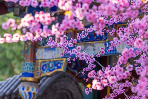 Double-Flowering Plum Blooms Transform Beijing’s Zhongshan Park Double_Flowering_Plum_Blooms_Transform_Beijing_s_Zhongshan_Park