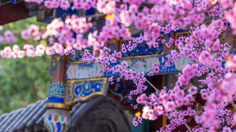 Double_Flowering_Plum_Blooms_Transform_Beijing_s_Zhongshan_Park