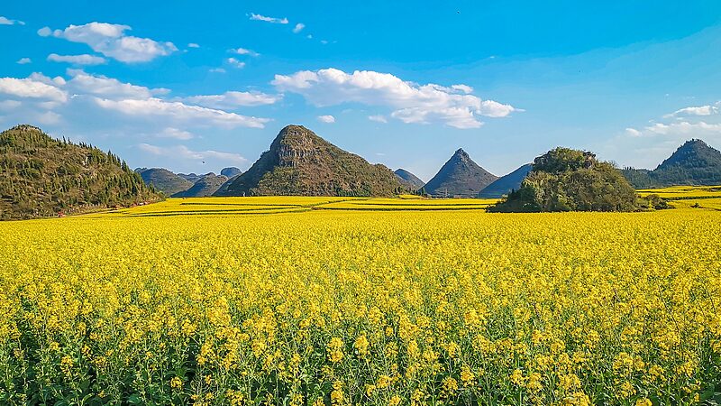 Dreamy_Rapeseed_Blooms_Transform_SW_China video poster