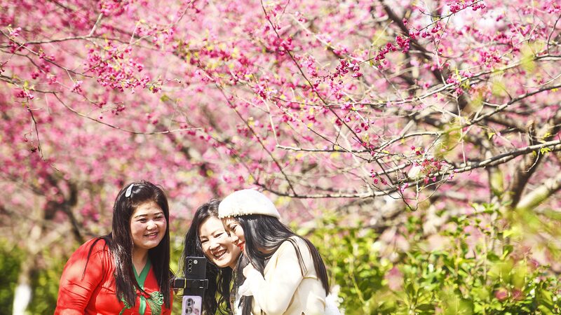 Experience_Spring_s_Vibrant_Beauty_at_Luoqiao_s_Cherry_Blossom_Garden