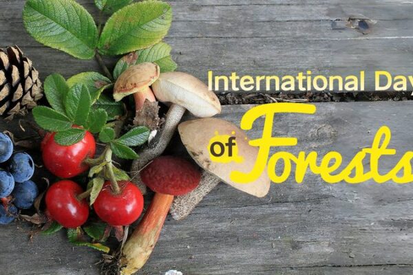 Forests: Guardians of Food and Water Forests__Guardians_of_Food_and_Water