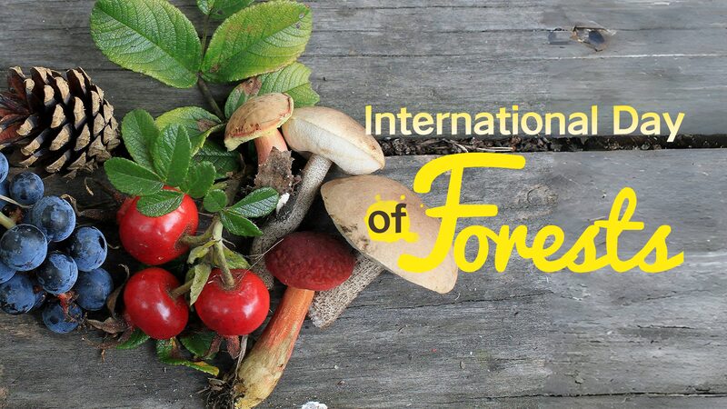 Forests__Guardians_of_Food_and_Water - My Global News: Voices of a New Era Forests__Guardians_of_Food_and_Water