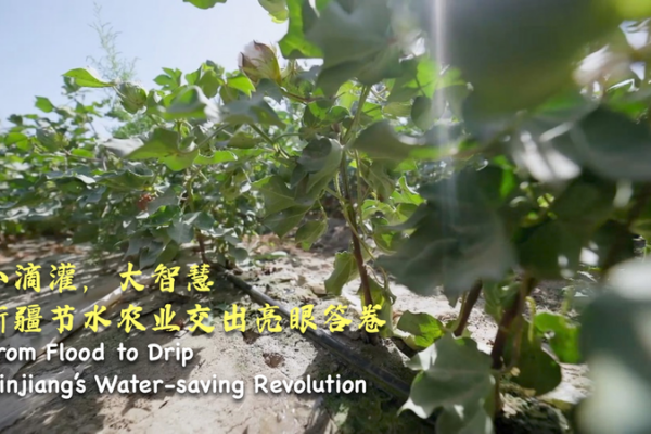 From Flood to Drip: Xinjiang’s Water-Saving Revolution From_Flood_to_Drip__Xinjiang_s_Water_Saving_Revolution video poster