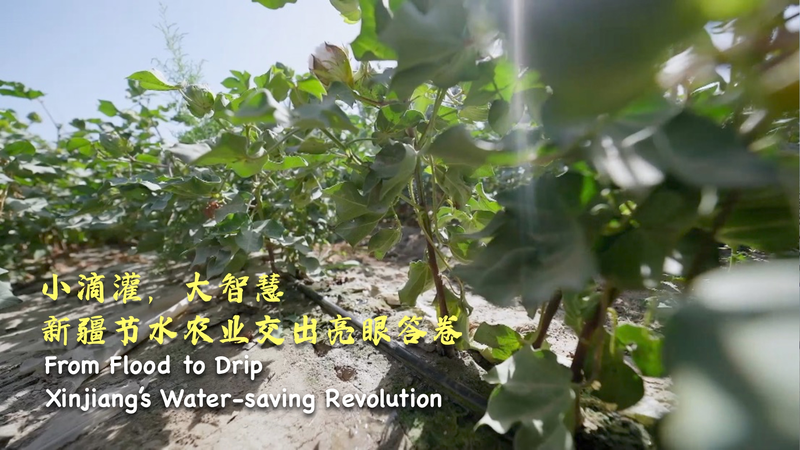From_Flood_to_Drip__Xinjiang_s_Water_Saving_Revolution video poster