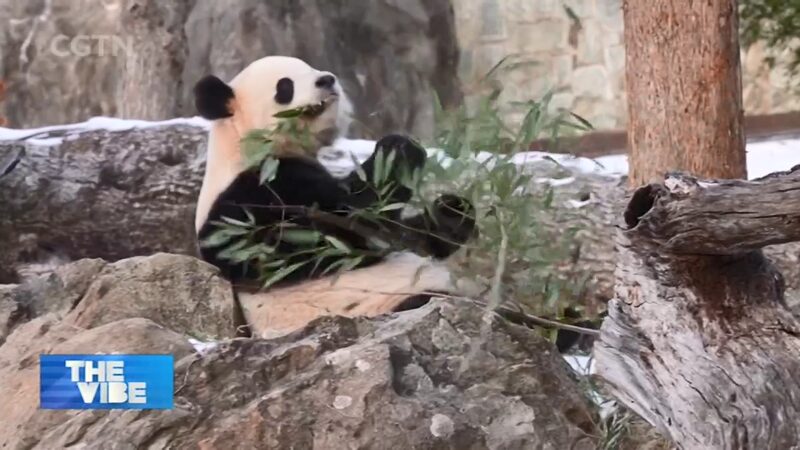 Giant_Pandas_Bao_Li___Qing_Bao_Light_Up_Smithsonian_Zoo
