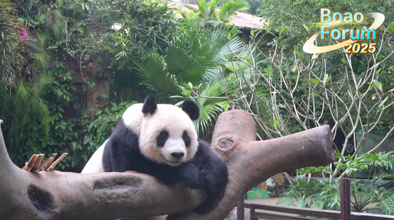 Giant Pandas & Global Dialogue Shine in Hainan Giant_Pandas___Global_Dialogue_Shine_in_Hainan video poster