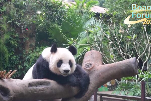 Giant_Pandas_and_Global_Insights_in_Hainan video poster