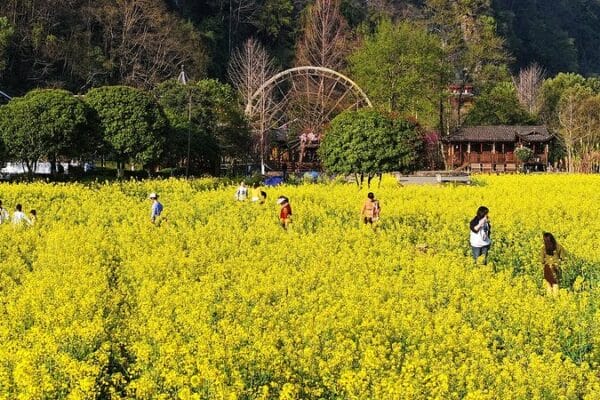 Golden Canola Blooms Transform Xiangshuijian Village Golden_Canola_Blooms_Transform_Xiangshuijian_Village