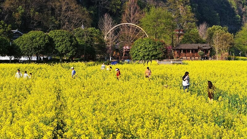 Golden_Canola_Blooms_Transform_Xiangshuijian_Village