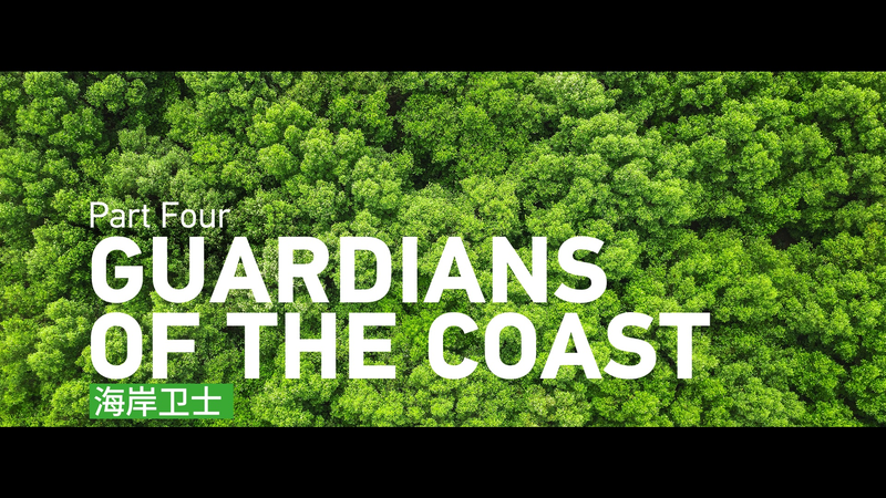Guardians_of_the_Coast__Indonesia_and_the_Chinese_mainland_Unite_for_Mangrove_Restoration_poster - My Global News: Voices of a New Era Guardians_of_the_Coast__Indonesia_and_the_Chinese_mainland_Unite_for_Mangrove_Restoration video poster