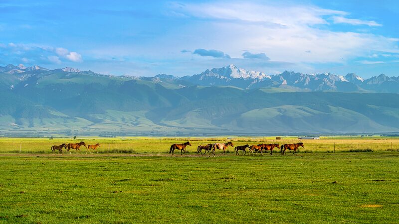 Ili_River_Valley_s_Vibrant_Livestock_Spring_Migration video poster