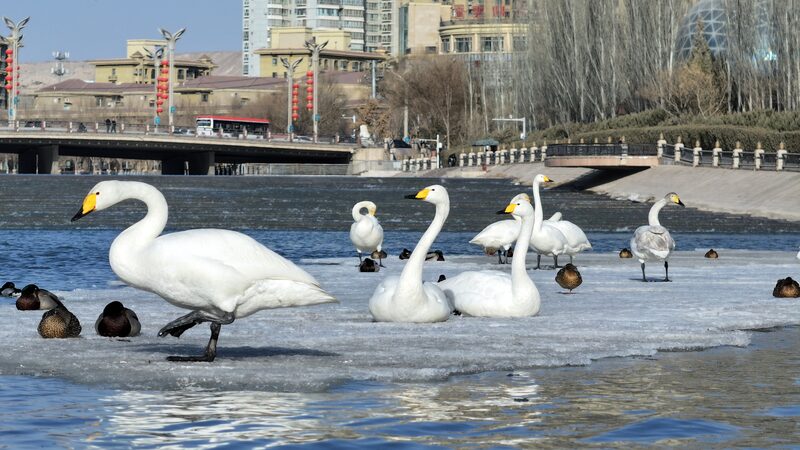 Korla_s_Peacock_River_Hosts_520_Graceful_Swans_on_Their_Annual_Migration - My Global News: Voices of a New Era Korla_s_Peacock_River_Hosts_520_Graceful_Swans_on_Their_Annual_Migration