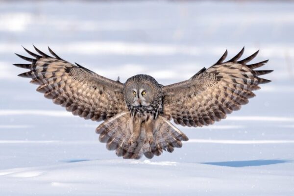 Majestic Gray Owl Soars Over Hulunbuir Snowfields Majestic_Gray_Owl_Soars_Over_Hulunbuir_Snowfields
