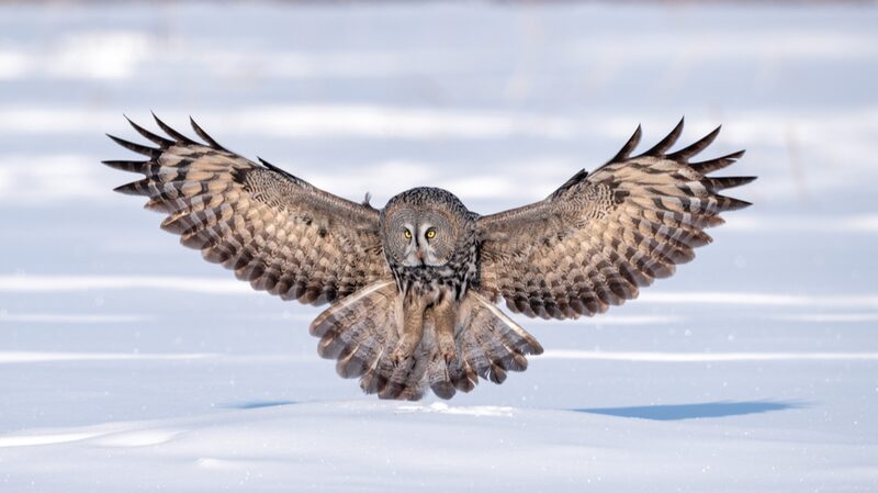Majestic_Gray_Owl_Soars_Over_Hulunbuir_Snowfields