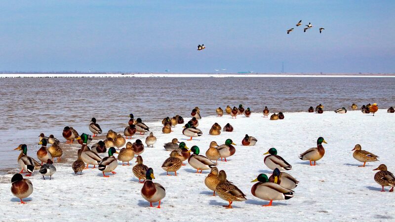 Migratory_Marvels__Birds_Transform_the_Yellow_River_Scene