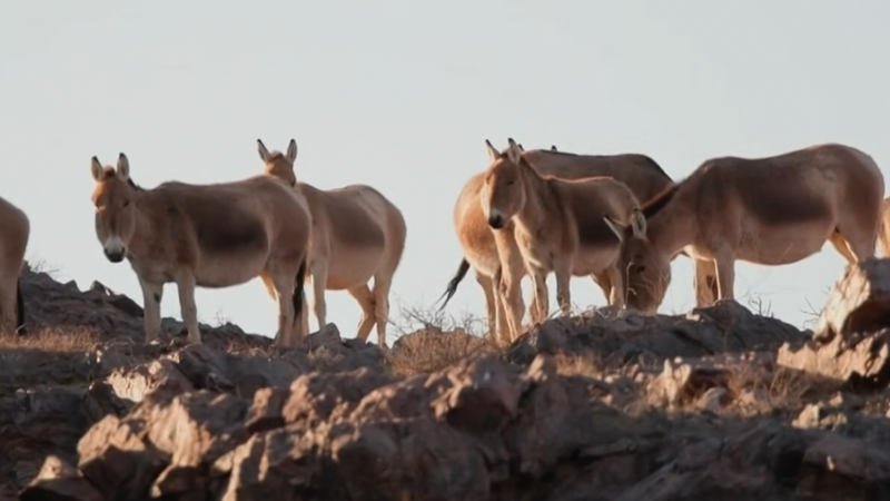 Mongolian_Khulan_Grace_North_China_Grasslands video poster