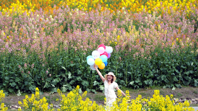 Multi_Colored_Rapeseed_Blooms_Boost_Rural_Tourism video poster