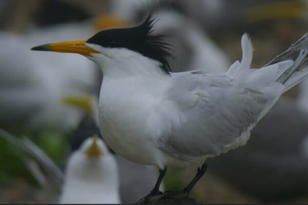 Mystical Return: Chinese Crested Terns Soar Back to East China Sea Mystical_Return__Chinese_Crested_Terns_Soar_Back_to_East_China_Sea video poster