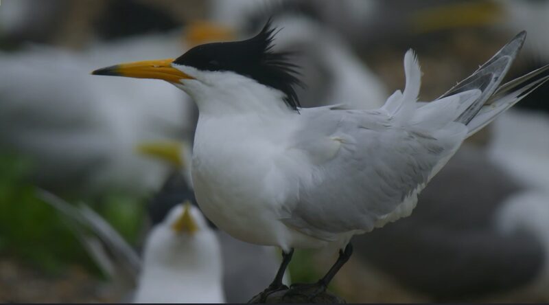 Mythical_Birds_Return__Chinese_Crested_Terns_Nest_Again_in_East_China_Sea video poster