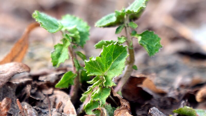 New_Carbon_Nanomaterial_Boosts_Crop_Photosynthesis