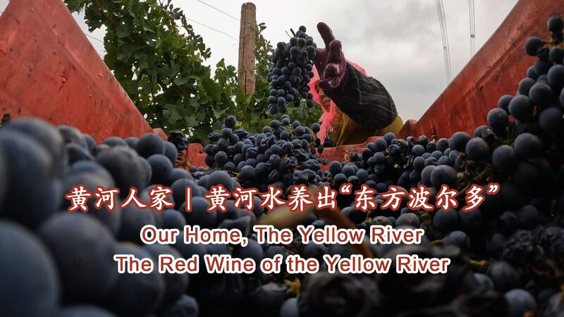 Ningxia_s_Yellow_River_Region__A_Rising_Power_in_Eastern_Red_Wine video poster